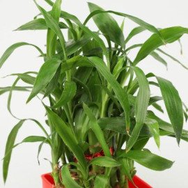 Bamboo Plant in Red Pot & Ganesha Idol