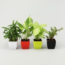 Bamboo Syngonium Jade Money Plant Set