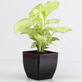 Bamboo Syngonium Plant With Ganesha Table Top Hand Delivery