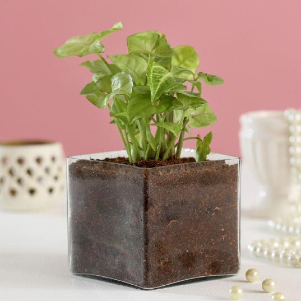 Beatiful Potted Syngonium Plant