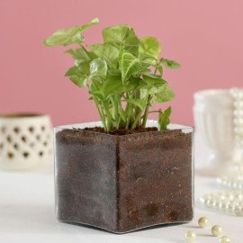 Beatiful Potted Syngonium Plant