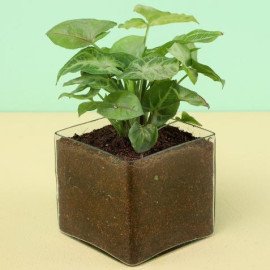 Beatiful Potted Syngonium Plant