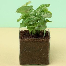 Beatiful Potted Syngonium Plant