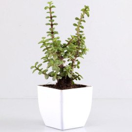 Beautiful Jade Plant in White Plastic Pot