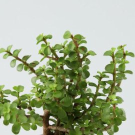 Beautiful Jade Plant in White Plastic Pot