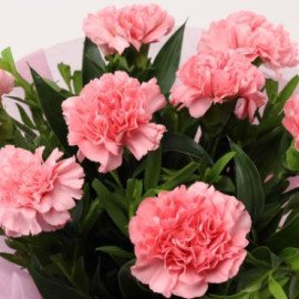 Beautiful Pink Carnations Bouquet