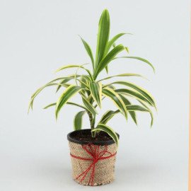 Beautiful Song Of India Plant