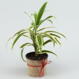 Beautiful Song Of India Plant