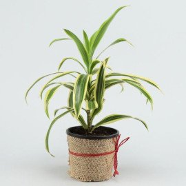 Beautiful Song Of India Plant