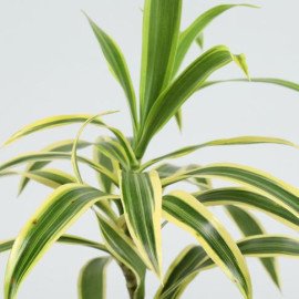 Beautiful Song Of India Plant