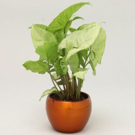 Beige Pagdi Ganesha Idol Syngonium Plant