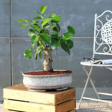 Bud Bonsai Plant In White Tray Planter