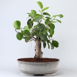 Bud Bonsai Plant In White Tray Planter