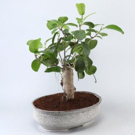 Bud Bonsai Plant In White Tray Planter