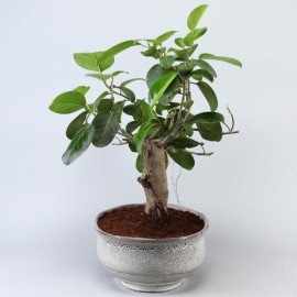 Bud Bonsai Plant In White Tray Planter