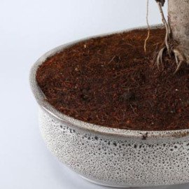Bud Bonsai Plant In White Tray Planter