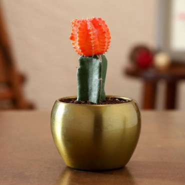Cactus Plant In Golden Hammered Pot