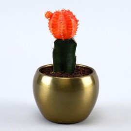 Cactus Plant In Golden Hammered Pot