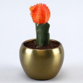 Cactus Plant In Golden Hammered Pot