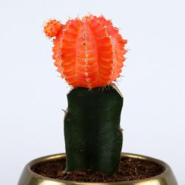 Cactus Plant In Golden Hammered Pot