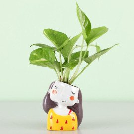 Cadbury Celebrations & Money Plant