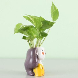 Cadbury Celebrations & Money Plant