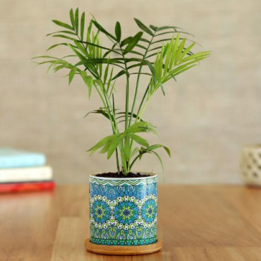 Chamaedorea Plant In Rangoli Pot With Wooden Plate