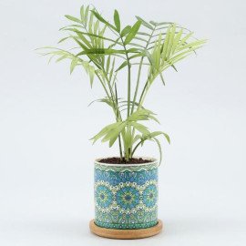 Chamaedorea Plant In Rangoli Pot With Wooden Plate