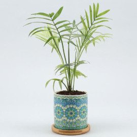 Chamaedorea Plant In Rangoli Pot With Wooden Plate