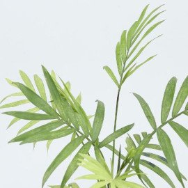 Chamaedorea Plant In Rangoli Pot With Wooden Plate