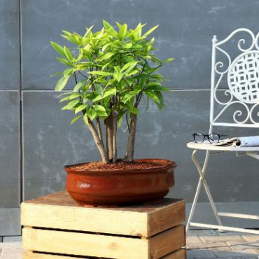 Chiku Bonsai Plant In Brown Tray Planter