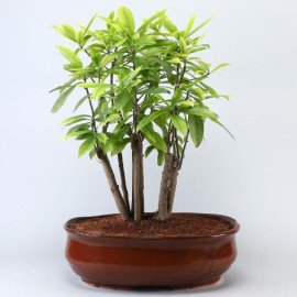 Chiku Bonsai Plant In Brown Tray Planter