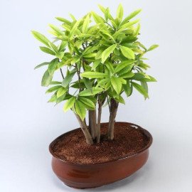 Chiku Bonsai Plant In Brown Tray Planter
