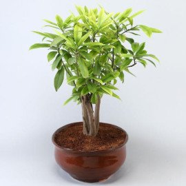 Chiku Bonsai Plant In Brown Tray Planter