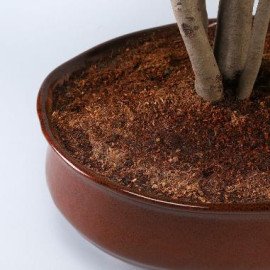 Chiku Bonsai Plant In Brown Tray Planter