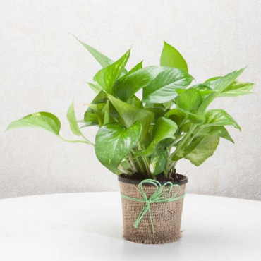 Classic Money Plant