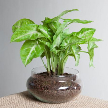 Classic Syngonium Golden Plant Terrarium