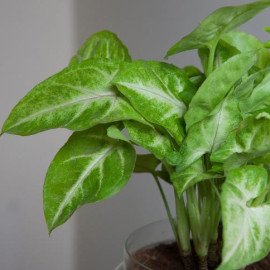 Classic Syngonium Golden Plant Terrarium