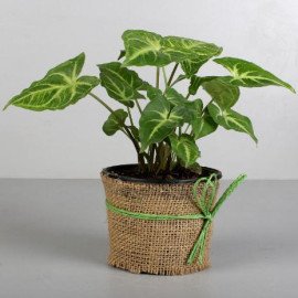 Classic Syngonium Plant
