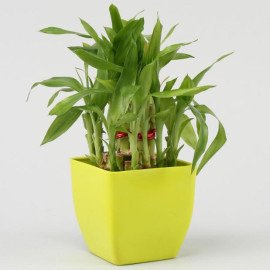 Combo Of Prosperity With Baby Buddha Miniatures