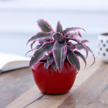 Cryptanthus In Red Metal Pot