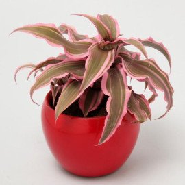 Cryptanthus In Red Metal Pot