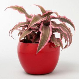 Cryptanthus In Red Metal Pot