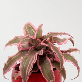 Cryptanthus In Red Metal Pot