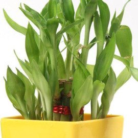 Delicious Gift Plants Gifts Combo