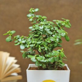 Designer Rakhi With Jade Plant