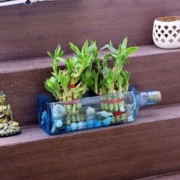 Double Lucky Bamboo Bombay Sapphire Bottle Planter