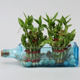 Double Lucky Bamboo Bombay Sapphire Bottle Planter