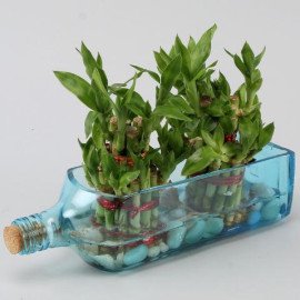 Double Lucky Bamboo Bombay Sapphire Bottle Planter