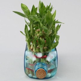 Double Lucky Bamboo Bombay Sapphire Bottle Planter